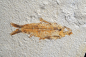 Preview: Knightia sp. | Green River Fm. | Wyoming