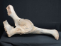 Preview: Mammuthus primigenius | Pleistozän | Oberrhein