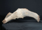 Preview: Mammuthus primigenius | Pleistozän | Oberrhein