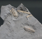 Preview: Triarthrus eatoni | Ordovizium | Beecher's Trilobite Bed