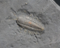 Preview: Triarthrus eatoni | Ordovizium | Beecher's Trilobite Bed