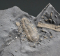 Preview: Triarthrus eatoni | Ordovizium | Beecher's Trilobite Bed