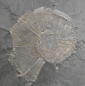 Preview: Lytoceras sp. | Toarcium | Holzmaden