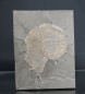Preview: Lytoceras sp. | Toarcium | Holzmaden