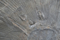 Preview: Lytoceras sp. | Toarcium | Holzmaden