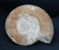Preview: Lithacosphinctes sp. | Kimmeridgium | Ebermannstadt