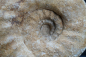 Preview: Gravesia gigas | Kimmeridgium | Frankreich