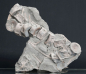 Preview: Stenopterygius sp. | Toarcium | Holzmaden