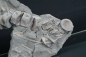 Preview: Stenopterygius sp. | Toarcium | Holzmaden