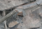 Preview: Stenopterygius sp. | Toarcium | Holzmaden