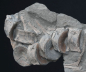 Preview: Stenopterygius sp. | Toarcium | Holzmaden