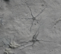 Preview: Ophiopinna elegans | Callovium | La Voulte