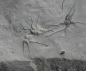 Preview: Ophiopinna elegans | Callovium | La Voulte