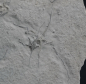 Preview: Ophiopinna elegans | Callovium | La Voulte