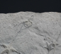Preview: Ophiopinna elegans | Callovium | La Voulte