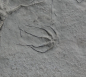 Preview: Ophiopinna elegans | Callovium | La Voulte