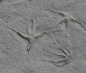 Preview: Ophiopinna elegans | Callovium | La Voulte