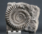 Preview: Arietites sp. | Sinemurium | Baden-Württemberg