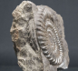 Preview: Arietites sp. | Sinemurium | Baden-Württemberg