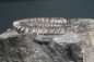 Preview: Arietites sp. | Sinemurium | Baden-Württemberg