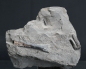 Preview: Steneosaurus sp. | Toarcium | Ohmden