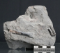 Preview: Steneosaurus sp. | Toarcium | Ohmden