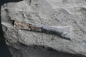 Preview: Steneosaurus sp. | Toarcium | Ohmden