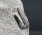Preview: Steneosaurus sp. | Toarcium | Ohmden