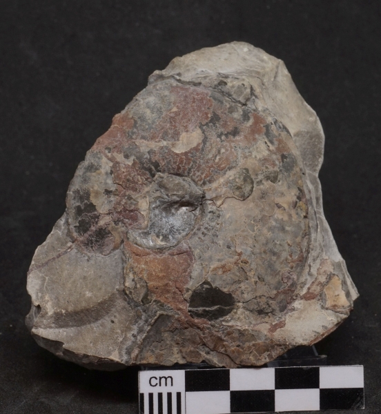 Platylenticeras latum | Valanginium | Gronau, Ziegelei Gerdemann
