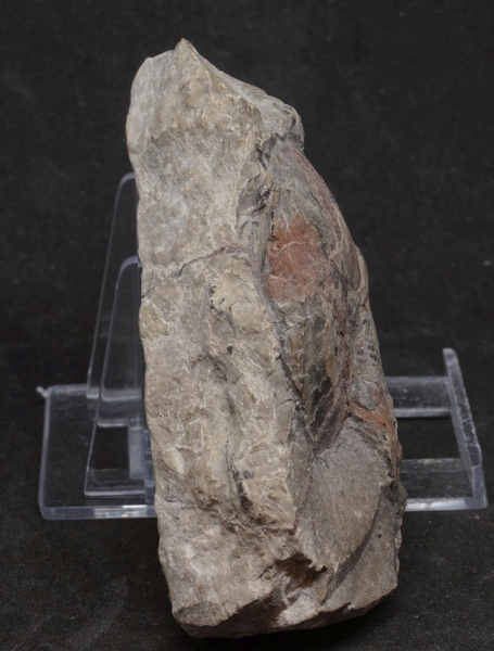 Platylenticeras latum | Valanginium | Gronau, Ziegelei Gerdemann