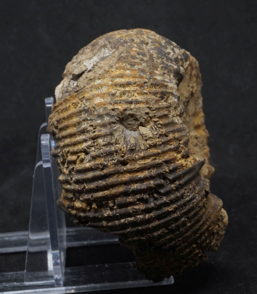 Teloceras subcoronatum - Bajocium - Goslar