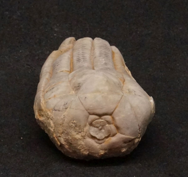 Encrinus liliiformis | Oberer Muschelkalk | Kreis Höxter