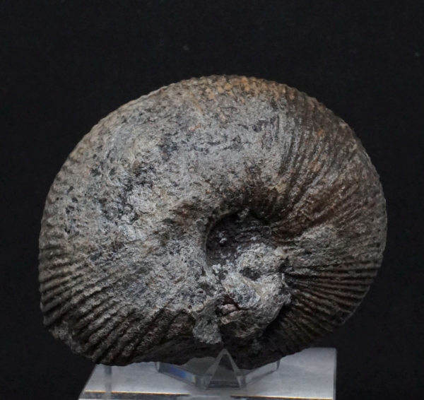 Macrocephalites sp. | Callovium | Porta Westfalica