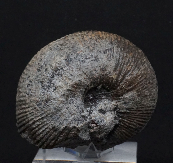 Macrocephalites sp. - Callovium - Porta Westfalica