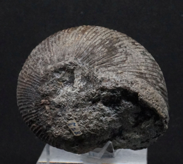 Macrocephalites sp. | Callovium | Porta Westfalica