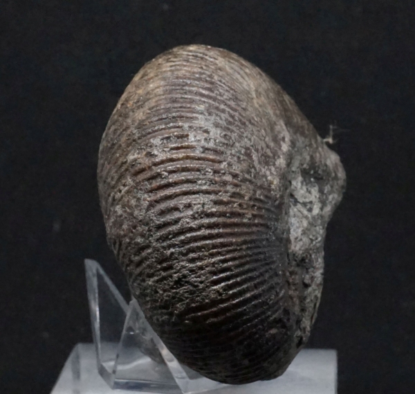 Macrocephalites sp. - Callovium - Porta Westfalica