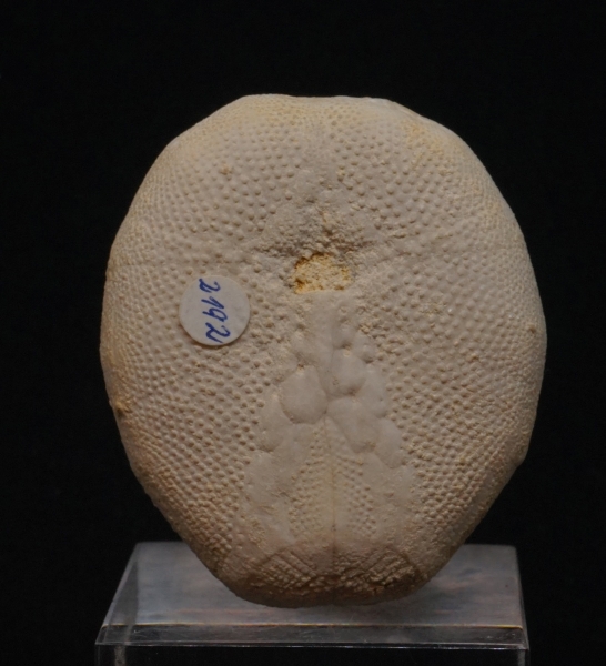 Eupatygus ocalanus - Eozän - Ocala, Florida