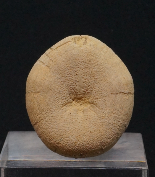 Echinolampas calvimontana - Eozän - Grignon