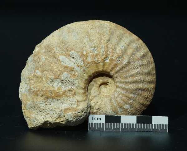 Phlycticeras giganteum | Callovium | Pas-de-Jeu
