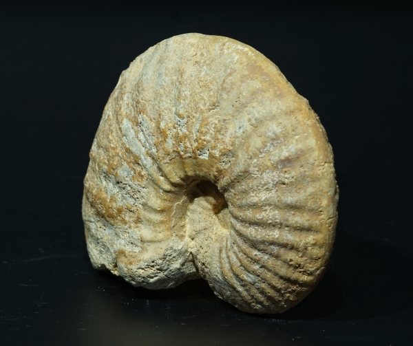 Phlycticeras giganteum | Callovium | Pas-de-Jeu