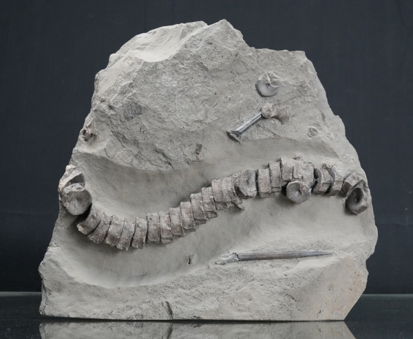Stenopterygius sp. | Toarcium | Holzmaden