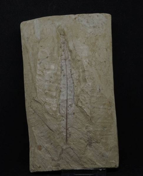 Weiden- und Zimtblatt - Miozän, Burtenbach