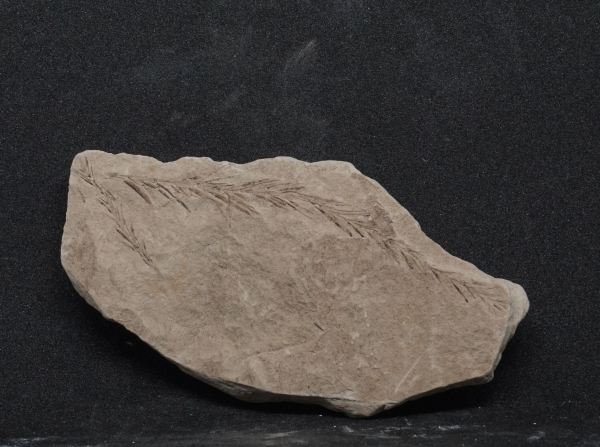 Taxodium dubium - Miozän - Břežánky, Tschechien