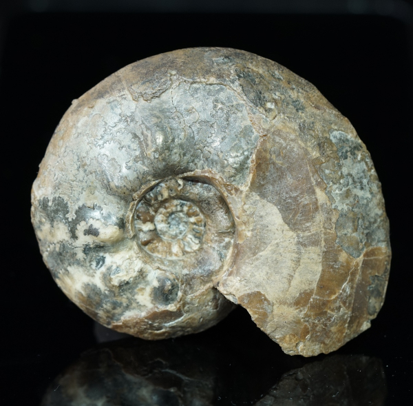 Tolypeceras sp. | Valanginium | Gronau, Ziegelei Gerdemann