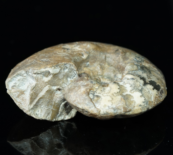 Tolypeceras sp. | Valanginium | Gronau, Ziegelei Gerdemann