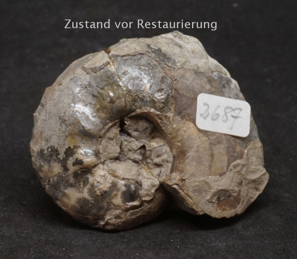 Tolypeceras sp. | Valanginium | Gronau, Ziegelei Gerdemann