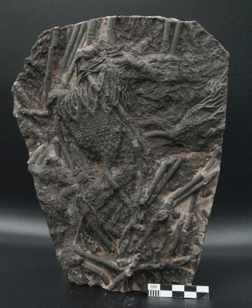 Scyphocrinites elegans | Silur | Marokko