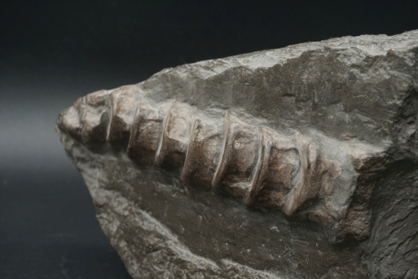 Ichthyosaurier Wirbelsäule - Posidonienschiefer