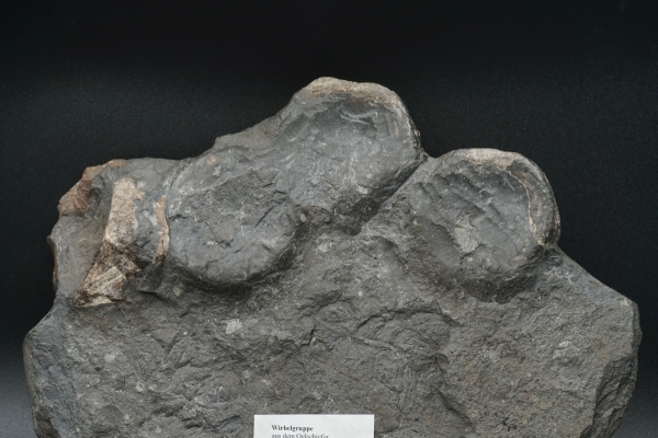 Ichthyosaurier Wirbel - Posidonienschiefer