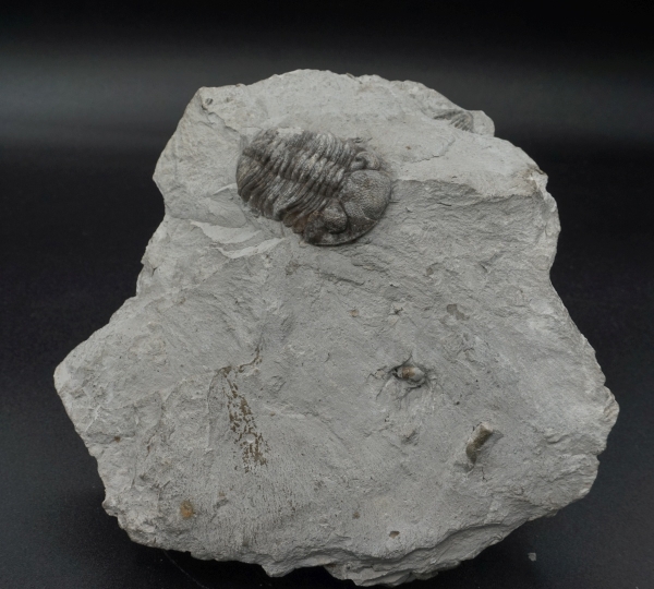 Phacops rana | Mitteldevon | Silica, Ohio